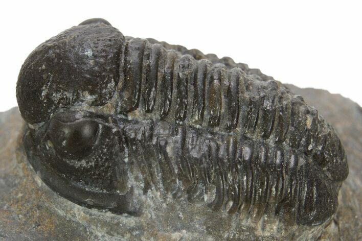 Detailed Proetid (Gerastos) Trilobite Fossil - Morocco #323186